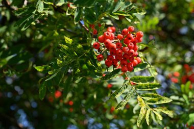 Güzel sonbahar doğa konsepti. Kırmızı meyveli bir ağaç - rowanberry. (Sorbus torminalis)