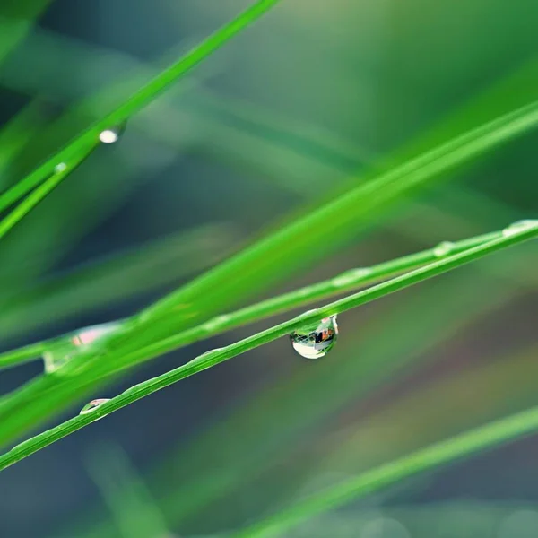 Природа Роса Траве Свежая Зеленая Концепция Абстрактный Красочный Фон — стоковое фото