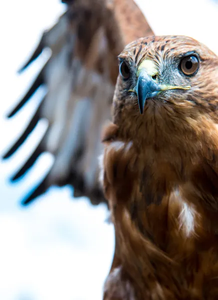 Bird of prey — Stock Photo, Image