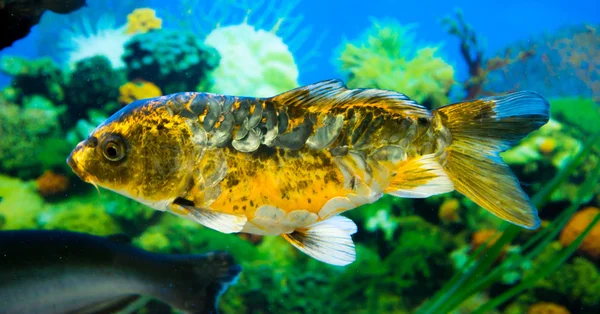 Peixe ornamental — Fotografia de Stock