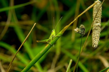 Çekirge makro fotoğraf