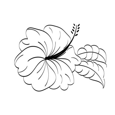 Siyah siluetler, çiçekler ve otlar beyaz arka planda izole edilmiş. El çizimi bir çiçek.