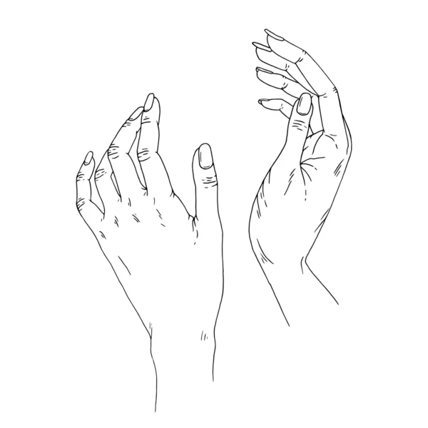 Kvinnliga händer. vektor hand dras illustration. — Stock vektor