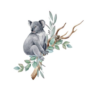 Koala hayvanı suluboya çizimi. Okaliptüs yapraklı, gri, Avustralya 'ya özgü, tüylü bir ayı. Okaliptüs dalında şirin bir koala. Avustralya yerlisi hayvan sembolü. Beyaz arkaplan