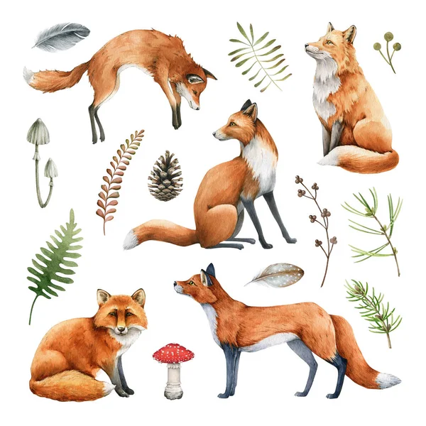 Fox dyr akvarel illustration sæt. Vild sød ræv sidde og stå elementer. Skovdyr og urter samling. Hvid baggrund. Røde ræve og skov naturlige blomster elementer sæt - Stock-foto