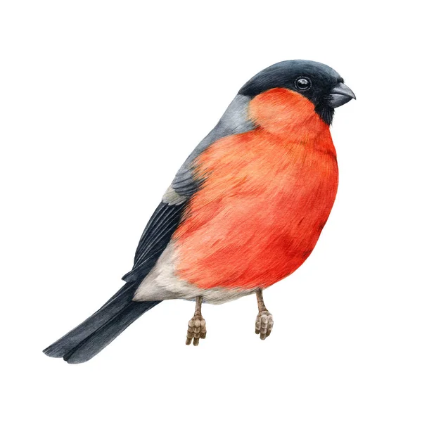 Boğa ispinozu suluboya çizimi. El çizimi Avrasyalı parlak bir kuş. Kırmızı kuş tüyleri olan küçük tatlı ispinoz kuşu. Beyaz arka planda küçük ötücü kuş. — Stok fotoğraf