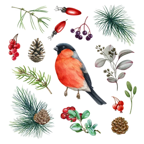 불핀치 새 숲 세트. 워터 컬러 일러스트. 손으로 그린 작고 귀여운 불핀치 새, 전나무 가지, 원뿔, 빨간 베리, 소나무 자연 요소. 흰 배경에 있는 숲 의작은 명금 — 스톡 사진