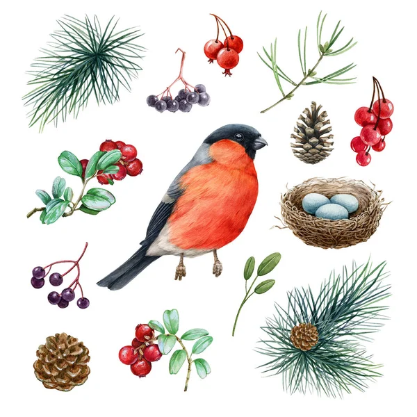 Bullfinch vogel bos natuurlijke set. Aquarelillustratie. Met de hand getekend kleine schattige bullfinch, dennenboom tak, kegel, nest, rode bessen, dennen. Natuurelementen. Boszangvogel op witte achtergrond — Stockfoto