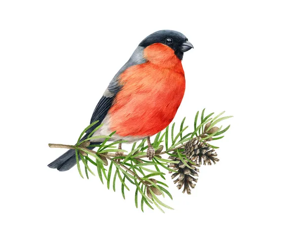 Bullfinch bird on pine pranch. Watercolor illustration. Hand drawn bright eurasian avian. Small cute bullfinch bird with fir tree branch and cones element. Forest little songbird on white background — Stock Photo, Image
