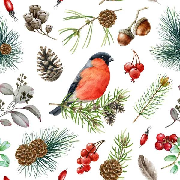 Bullfinch ptak zima bezszwowy wzór. Ilustracja akwareli. Ręcznie rysowany ptak, gałąź jodły, stożek, czerwone jagody, sosnowy element zimy. Mały leśny ptaszek. Białe tło — Zdjęcie stockowe