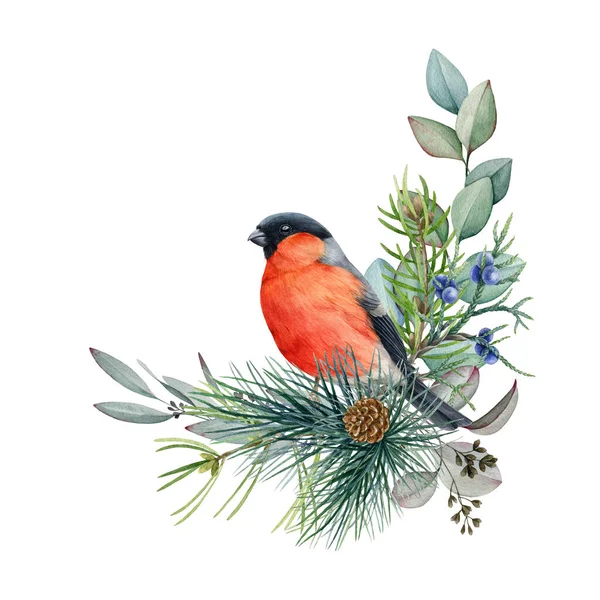 Téli virágos rusztikus bullpinty madár elrendezése. Akvarell illusztráció. Kézzel rajzolt természetes dekoráció billpinty madár, fenyő, eukaliptusz levelek. Téli dekoráció fehér háttér — Stock Fotó