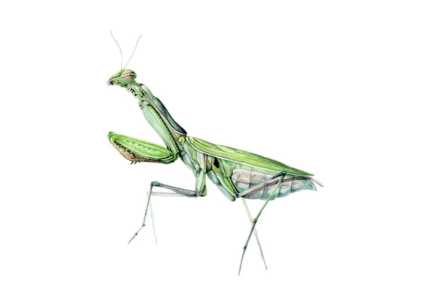 緑のカマキリ水彩イラスト。手描きの捕食昆虫を祈る。緑のカマキリ側のビュー要素。野生の庭の昆虫の完全な長さのイラストを閉じます。白地に隔離された — ストック写真