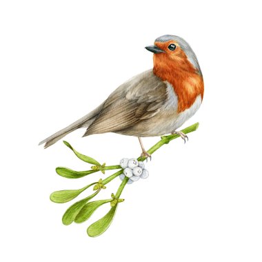 Ökseotu dallı Robin Bird. Suluboya çizimi. Kış sıcacık görüntüsü. El çizimi bahçe kuşu, her daim yeşil olan kış dekorasyonuyla. Ökseotu Noel dekoru olan Robin. Beyaz arkaplan