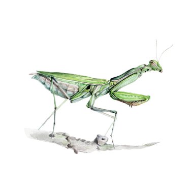 Yeşil peygamber devesi suluboya çizimi. El yapımı dua eden yırtıcı böcek. Şube görüş elementinde yeşil peygamberdevesi. Vahşi yaşam bahçe böceği, tüm uzunluğu boyunca, illüstrasyon yakın. Beyaz arkaplan