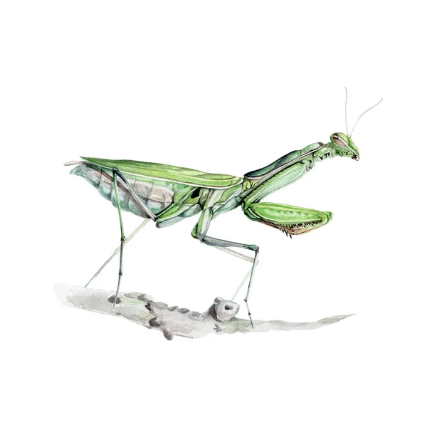 Mantis verde ilustração aquarela. Inseto predador de oração desenhado à mão. Mantis verde no elemento de visão lateral do ramo. Inseto de jardim de vida selvagem comprimento total close up ilustração. Fundo branco — Fotografia de Stock