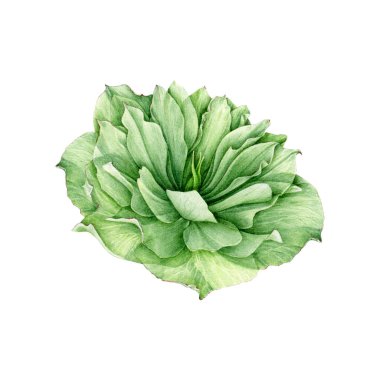 Hellebore yeşil çiçeği. Suluboya çizimi. İlkbahar güzel helleborus çiçekleri tomurcuklanırken bir sürü taç yaprağı ile. Yeşil, karaciğerli bahar çiçeği. Beyaz arka planda çiçek açar