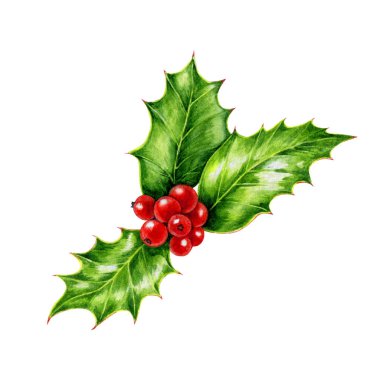 Kırmızı böğürtlenli ve yeşil yapraklı Holly dalı. Suluboya çizimi. Geleneksel mevsimsel kış ve Noel süslemeleri. Kış daima yeşil bitki sembolü. Beyaz arkaplan