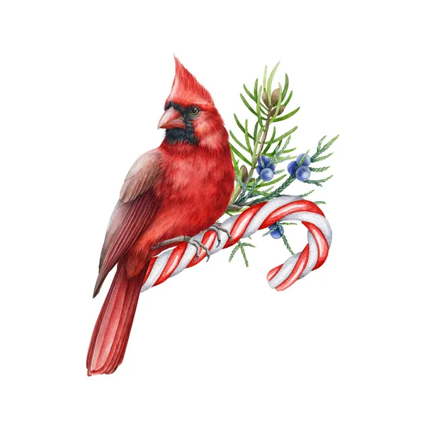 Czerwony kardynał ptak ze świątecznymi smakołykami, gałązka sosnowa. Ilustracja akwareli. Ręcznie rysowane świąteczne dekoracje zimowe z kardynałem ptakiem, cukierkami, sosną, jałowcem. Przytulny wystrój zimowy. Białe tło — Zdjęcie stockowe