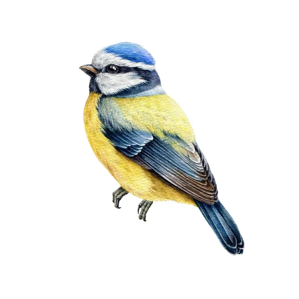 Blue tit bird watercolor illustration. Hand drawn cute tiny titmouse with yellow and blue feathers. Small european bird watercolor element. Blue tit avian on white background — 스톡 사진