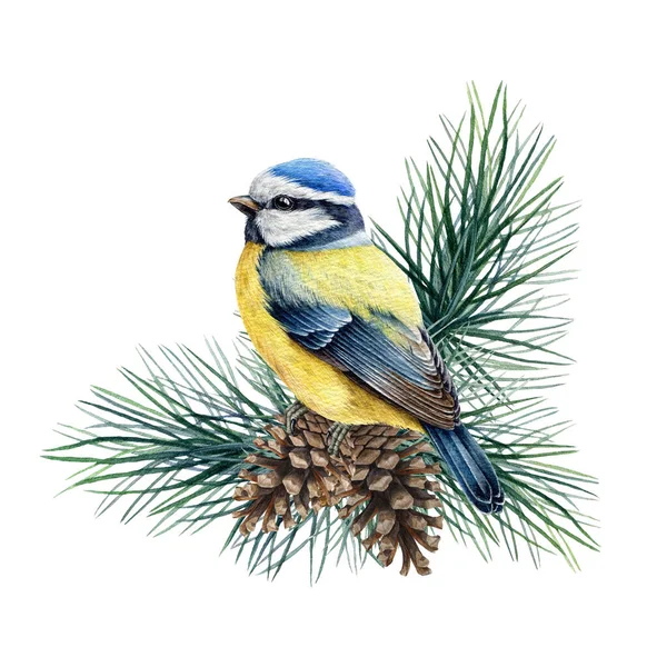 Blue tit bird on a pine branch watercolor illustration. Hand drawn cute titmouse with pine and cones. Small european bird watercolor element. Blue tit avian on white background — Fotografia de Stock
