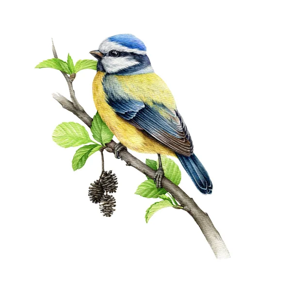 Блакитна пташка на вільховій гілці акварельна ілюстрація. Рука намальована милою цицькою на елементі гілки весняного дерева. Маленьке акварельне зображення пташеняти. Блакитна цицька авіаносець на білому тлі — стокове фото