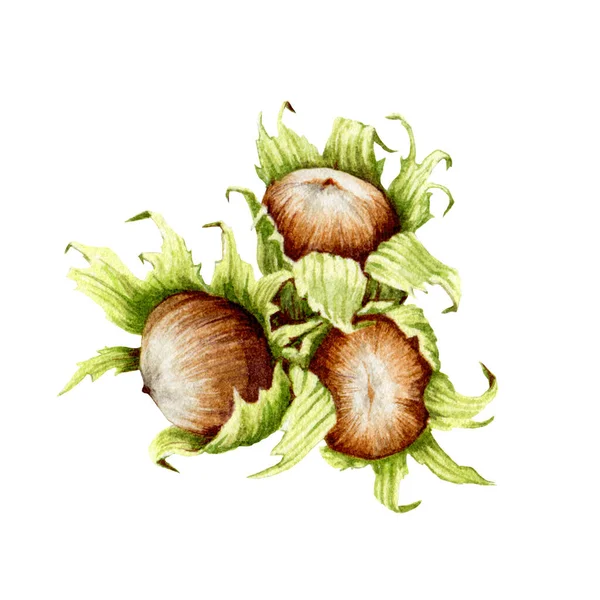 Hazelnut watercolor illustration. Hand drawn walnut group. Hazelnuts in shell and leaves element. Organic natural walnuts on white background. Forest nuts — 图库照片