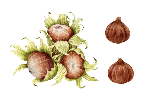Hazelnut set watercolor illustration. Hand drawn walnut group. Hazelnuts in shell, leaves and peeled nut element. Organic natural walnuts on white background. Forest nuts collection — 图库照片