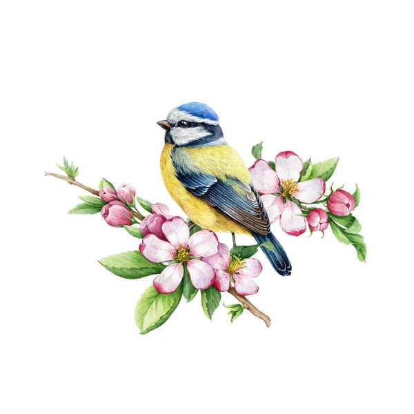 Bahar elması çiçekli küçük bir kuş. Suluboya çizimi. Bahar çiçekli bir ağaç dalına küçük, şirin bir meme faresi çizmiş. Yumuşak pembe çiçekli küçük kuş suluboya element