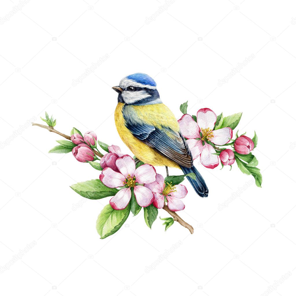 Small bird with spring apple flowers. Watercolor illustration. Hand drawn cute tiny titmouse on a spring blooming tree branch. Small bird with tender pink flowers watercolor element