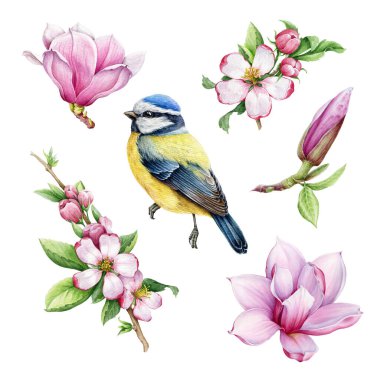 Blue tit bird with spring pink magnolia, apple flowers. Watercolor illustration set. Hand drawn cute tiny titmouse spring blooming flower set. Small bird tender pink flowers watercolor element