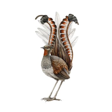 Lyrebird watercolor illustration. Realistic lyre bird australia endemic wildlife animal. Lyrebird male single australian bird. Beautiful tropical wildlife animal on white background