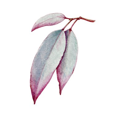 Eucalyptus leaf watercolor illustration. Natural organic herb realistic element. Hand drawn eucalyptus medical organic plant. Tree organic natural leaf. Isolated on white background