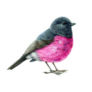 Pink robin bird watercolor illustration. Hand drawn australia avian realistic image. Pink robin small cute bright bird. Australian endemic wildlife animal. Isolated on white background clipart
