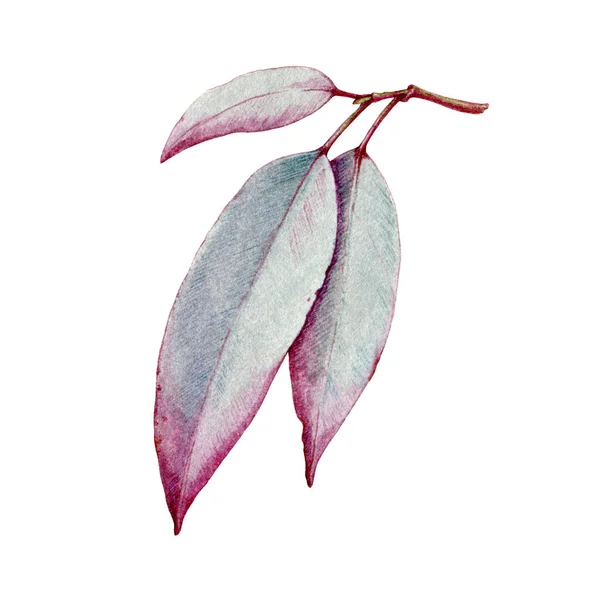 Eucalyptus leaf watercolor illustration. Natural organic herb realistic element. Hand drawn eucalyptus medical organic plant. Tree organic natural leaf. Isolated on white background — ストック写真