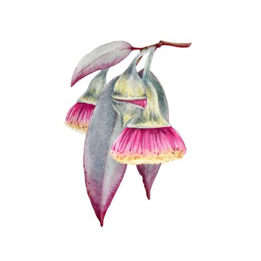 Yapraklı okaliptüs dalı, çiçekler. Suluboya çizimi. Doğal organik bitki gerçekçi elementi. El yapımı okaliptüs tıbbi organik bitki. Ağaç doğal yaprağı. Beyaz arkaplan