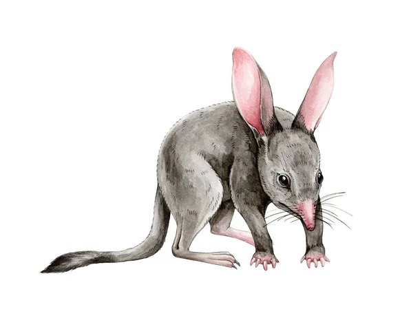 Haydut hayvan suluboya çizimi. El yapımı gerçekçi Avustralyalı keseli fare. Avustralya yaban hayatı küçük bir hayvandır. Gerçekçi haydut imajı. Beyaz arkaplanda izole — Stok fotoğraf