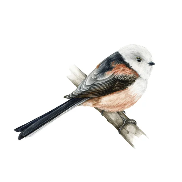 Long-tailed tit bird watercolor illustration. Hand drawn realistic aeghitalos caudatus. Cute fluffy small tit on the tree branch. Chickadee bird with long tail. Wildlife animal. White background — 스톡 사진