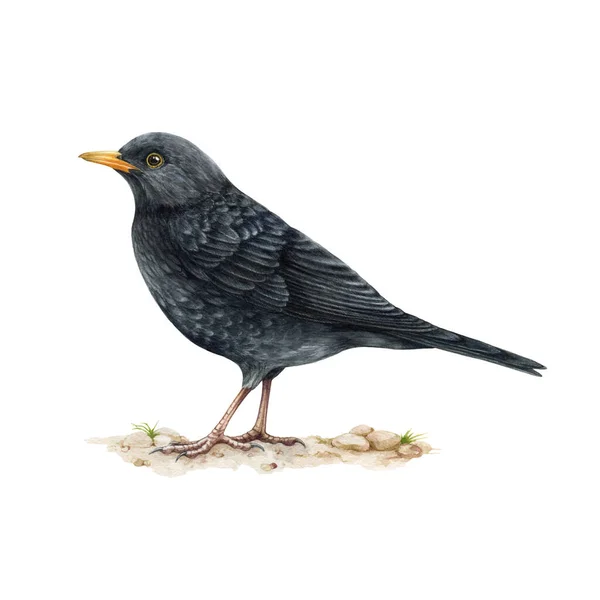 Blackbird akvarell illustration. Realistisk turdus merula fågel bild. Blackbird vilda djur. En gemensam europeisk sångfågel. Svart trast hane på vit bakgrund. Handritad eurasisk fågel — Stockfoto