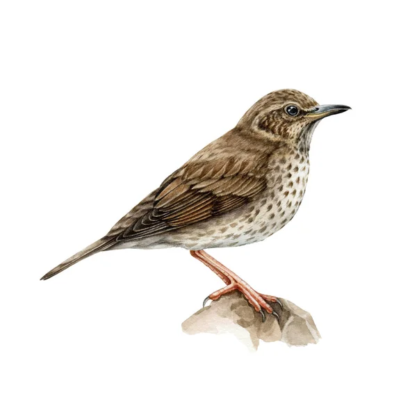 Sång trast fågel akvarell illustration. Handritade realistiska turdus philomenos. Vackra små sång fågel vilda djur skog. Kasta på trädbrunchen. Isolerad på vit bakgrund — Stockfoto