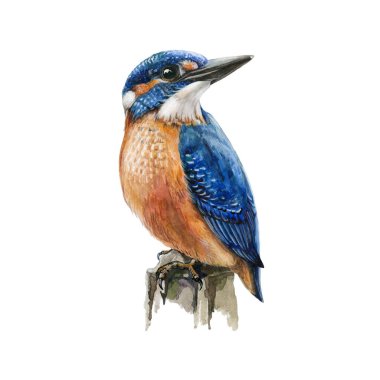 Kingfisher bird watercolor illustration. Hand drawn wildlife animal. Realistic single kingfisher sitting on the tree branch. White background. Bright asia and europe small avian clipart