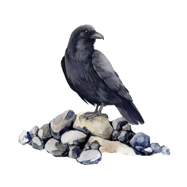 철새 까마귀가 바위 위에 앉아 있다. 워터 컬러 일러스트. 손으로 그린 코부스의 단일 구성 요소. 현실적 인 검은 까마귀 야생 동물 포식자. 라벤 유 로프 (Raven europe) 는 할로윈의 상징이다. 하얀 배경 — 스톡 사진