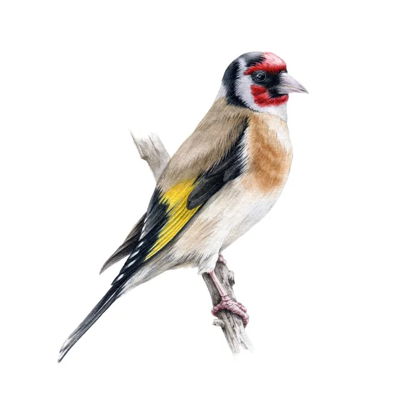 Aranypinty madár egy faágon. Akvarell illusztráció. Realisztikus egyetlen európai énekesmadár kézzel rajzolt illusztráció. Elszigetelve, fehér háttérrel. Goldpinch gyönyörű fényes európai madár — Stock Fotó
