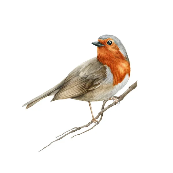 Rotkehlchen auf dem Ast. Aquarell realistische Illustration. Hand gezeichnet aus der Nähe kleinen Garten Vogelvogel. Schöne Singvogel Einzelbild. Winzige Rotkehlchen realistisches Bild. Weißer Hintergrund — Stockfoto