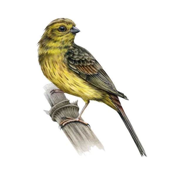 Yellowhammer madár akvarell illusztráció. Sárga bütykös reális kép. Kézzel rajzolt kerti kis énekesmadár. Európai madárfaj. Gyönyörű kert és erdei európai közös madár. Fehér háttér — Stock Fotó