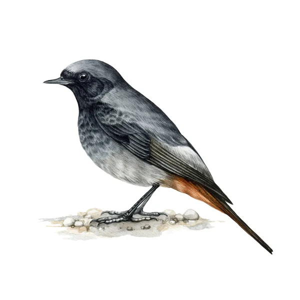 Pájaro rojo. Ilustración en acuarela. Mano realista dibujado phoenicurus ochruros macho. Pájaro salvaje del bosque de redstart negro. Aviar europeo en una rama de árbol. Fondo blanco — Foto de Stock