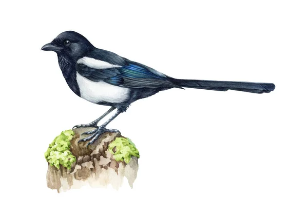 Magpie bird watercolor illustration. Hand drawn realistic pica pica avian. Common eurasian magpie on a tree branch. Wildlife single forest bird. Isolated on white background — Stock Photo, Image