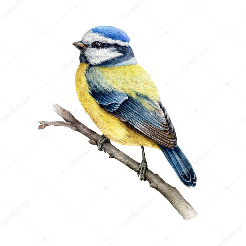 Blue-tit bird on the branch. Watercolor illustration. Hand drawn cute tiny titmouse with yellow and blue feathers. Small european bird watercolor element. Blue-tit avian on white background