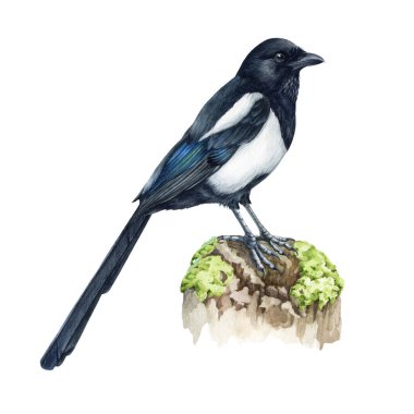 Saksağan kuş. Suluboya, illüstrasyonu kapat. El çizimi gerçekçi pica pica avian. Ağaç dalında yaygın bir Avrasya saksağanı. Vahşi yaşam tek orman kuşu beyaz arka planda izole edilmiş
