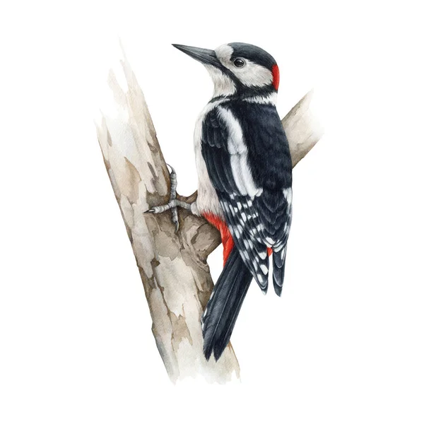 Woodpecker bird on a tree. Watercolor realistic illustration. Dendrocopos major wild forest bird on a tree branch. Woodpecker european avian on white background. Beautiful wildlife animal — Stock Photo, Image