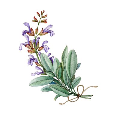 Adaçayı suluboya çizimi. El yapımı salvia bitkisi. Gerçekçi bitkisel bitki. Çiçekli ve yeşil yapraklı doğal salvia. Organik sağlıklı tıbbi bitki. Beyaz arkaplan